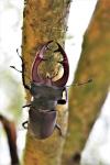 Stag beetle (Cervus beetle)