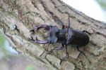 Stag beetle (Cervus beetle)