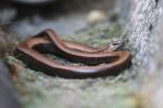 Slow Worm (Anguis fragilis)