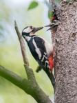 Great Spotted Woodpecker (Dendrocopos major)