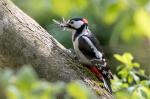 Great Spotted Woodpecker (Dendrocopos major)