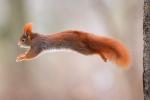 Common squirrel (Sciurus vulgaris)