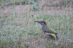 Žluna zelená (Picus viridis)