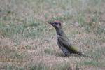 Žluna zelená (Picus viridis)