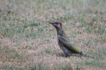 Green Wodpecker (Picus viridis)