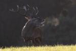 Jelen lesní (Cervus elaphus)