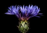 Centaurea cyanus (Centaurea cyanus)