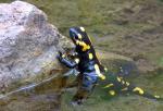 Fire Salamander (Salamandra salamandra)