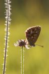 Common Blue (Polyommatus icarus)