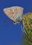 Common Blue (Polyommatus icarus)