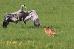  Common Crane  ( Grus grus)