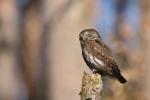 Kulíšek nejmenší (Glaucidium passerinum)