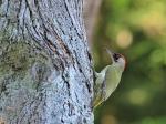 Green Wodpecker (Picus viridis)