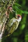 Žluna zelená (Picus viridis)