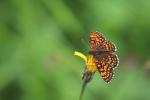 Hnědásek jitrocelový (Melitaea athalia)