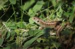 viviparous lizard (Zootoca vivipara)