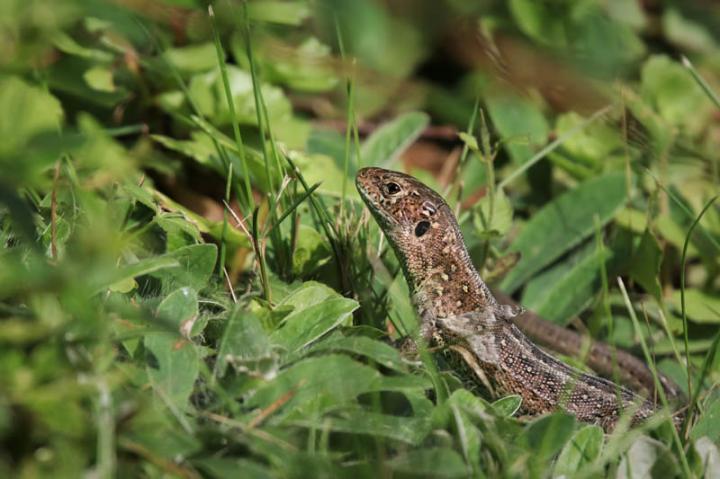 viviparous lizard (Zootoca vivipara)