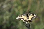 Otakárek fenyklový (Papilio machaon)