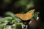 Perleťovec velký (Argynnis aglaja)