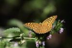 Dark Green Fritillary (Argynnis aglaja)