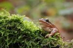 Common Grass Frog (Rana temporaria)