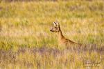  roe Deer ( Capreolus capreolus )