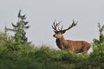 Red Deer (Cervus elaphus)