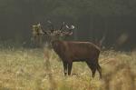 Jelen lesní (Cervus elaphus)