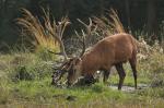 Jelen lesní (Cervus elaphus)