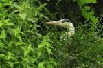 Grey Heron (Ardea cinerea)