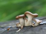 Oyster mushroom (Pleurotus ostreatus)