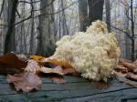 Korálovec jedlový (Hericium flagellum)