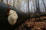 Coral Hericium (Hericium flagellum)