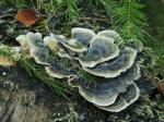 Turkeytail (Trametes versicolor)