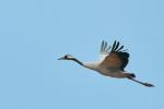  Common Crane  ( Grus grus)