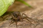Spotted Wolf Spider (Pardosa amentata)
