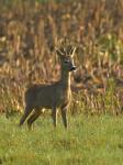  roe Deer ( Capreolus capreolus )