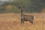  roe Deer ( Capreolus capreolus )