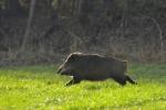  Wild Boar ( Sus scrofa)