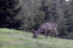  roe Deer ( Capreolus capreolus )