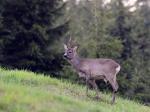  roe Deer ( Capreolus capreolus )