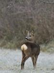  roe Deer ( Capreolus capreolus )