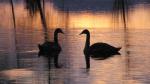  Mute swan  ( Muta olor)