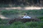  Mute swan  ( Muta olor)