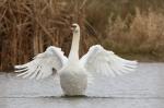  Mute swan  ( Muta olor)