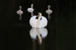  Mute swan  ( Muta olor)