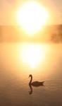  Mute swan  ( Muta olor)