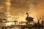  Mute swan  ( Muta olor)