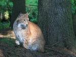 Eurasian Lynx (Lynx lynx)