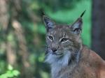 Eurasian Lynx (Lynx lynx)